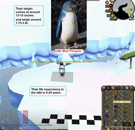 100 Laps With Penguin Facts Daily Until Agility Pet Day 170 R2007scape