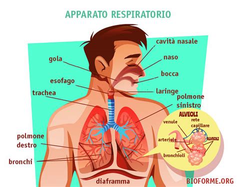 L Apparato Respiratorio Uno Schema Riassuntivo Bioforme Hot Sex Picture