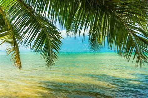 Sunny Tropical Beach Turquoise Thailand Sea With Palm Trees Stock