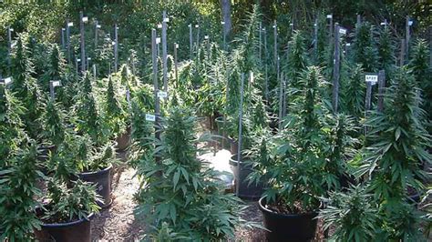 Marijuana as a term varies in usage, definition and legal application around the world. Prepara tu jardín para el cultivo exterior de marihuana | Semillas de marihuana