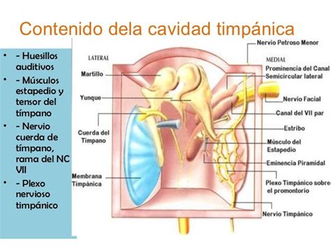 Resultado De Imagen De Anatomia Nervio Facial Audiology Anatomy Map Brain Audio Medicine