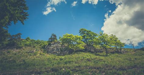 Green Leaved Trees On Hillside During Daytime · Free Stock Photo