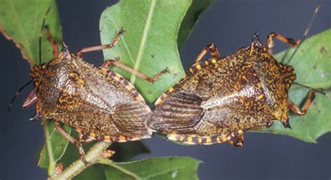 Predatory Stink Bug Alcaeorrhynchus Grandis Dallas