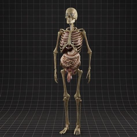 Related posts of anatomy of internal organs male. Anatomy Internal Organs Male 3D Model .max - CGTrader.com