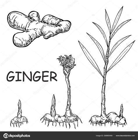 Vector Hand Drawn Ginger Set Zingiber Officinale Ginger Plant Root