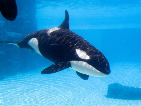 The Truth Behind The Seaworld Orca Show Ban Scuba Diver Life