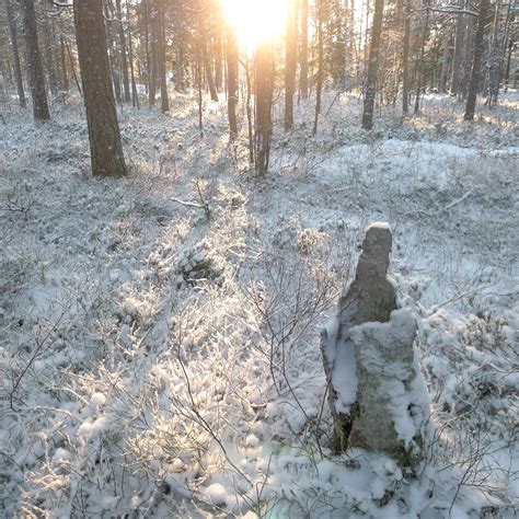 Stump Juha Haataja Flickr