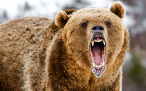 Grizzly Bear Roar 3840×2400 Bear Pictures Bear Attack Grizzly