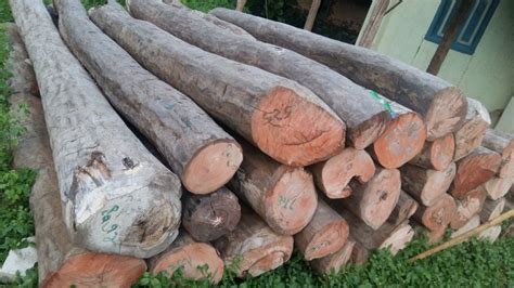 Rose Wood Logs Rosewood Logs Wholesaler And Wholesale Dealers In India