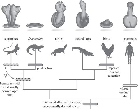 Penis Less Reptile Unravels Mystery Of Phallic Evolution Iflscience Free Download Nude Photo