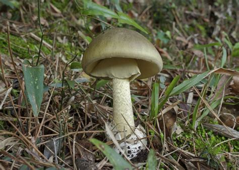 Are Lawn Mushrooms Edible All Mushroom Info