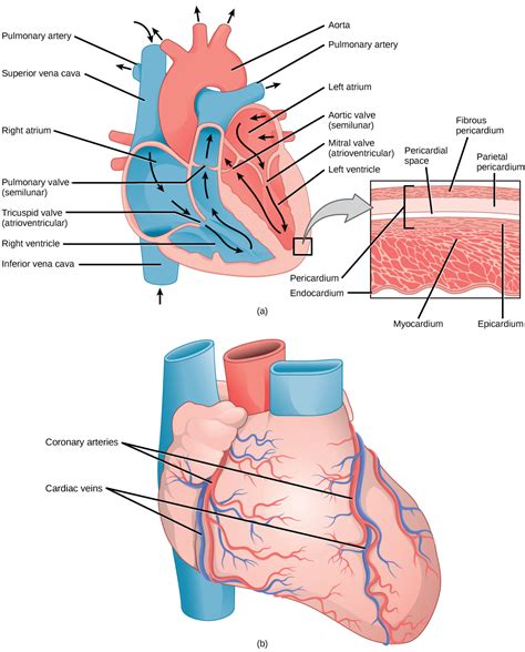 Mammalian Heart And Blood Vessels Openstax Biology 2e