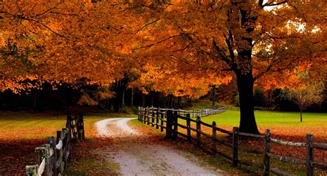 Road Fall Leaves Meadows Grass Orange Beautiful Forest Trees