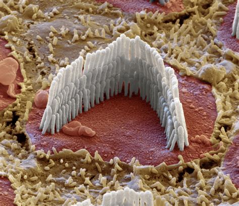 Cochlea Outer Hair Cell Sem 1 Photograph By Oliver Meckes Eye Of