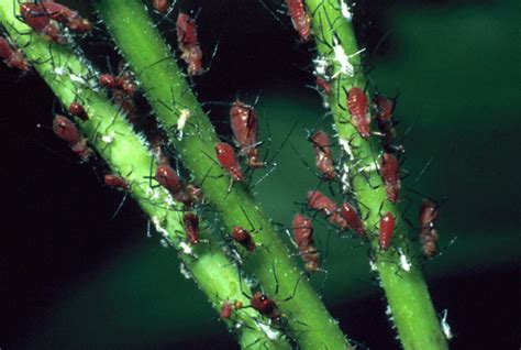 Aphids In Home Yards And Gardens Umn Extension