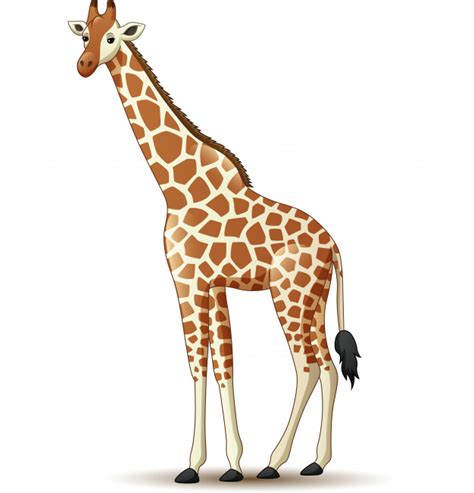Cartoon Giraffe Isolated On White Background Premium Vector