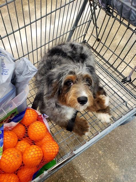 Grocery Shopping With Johnny Merle Blue Merle Aussiedoodle From The