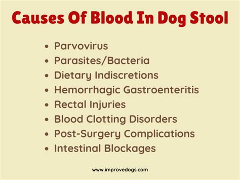 Why Is My Dog Pooping Blood Causes Of Blood In Dog Stool
