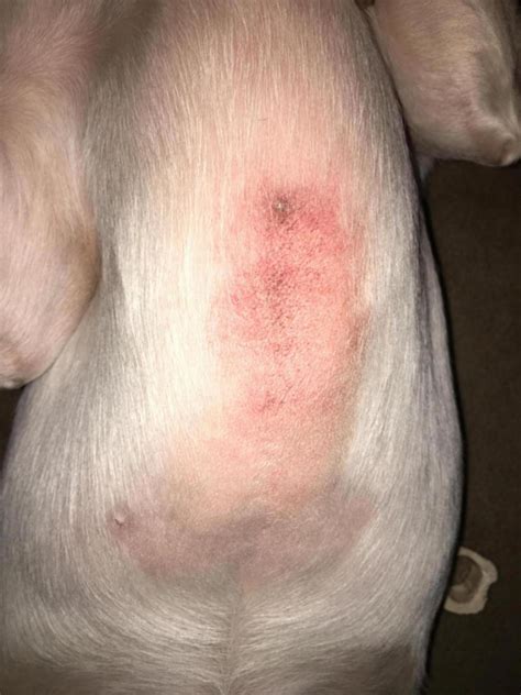 Red Rash On My Labradors Chest