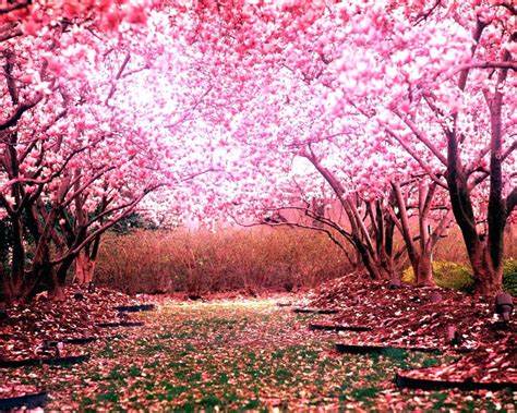 Japanese Cherry Blossom Tree Painting At Explore