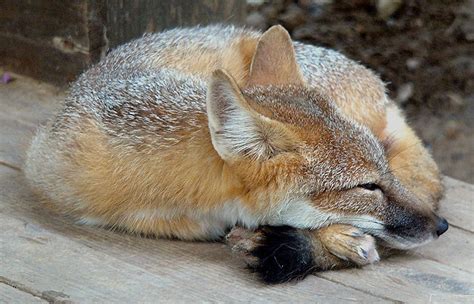 Swift Fox Fox Facts And Information