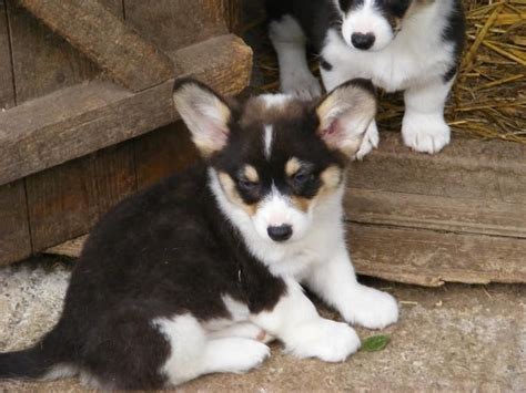 Puppy kindergarten & socialization class (new puppies!) age group: Welsh Corgi Puppies For Sale | El Paso, TX #151131
