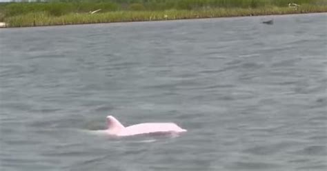 Watch Rare Pink Dolphin Caught On Camera Swimming Off The Louisiana