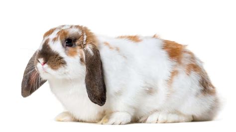 The 10 Most Adorable Lop Eared Rabbit Breeds Az Animals