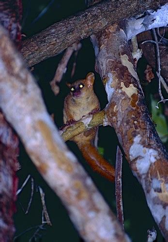 Coquerels Giant Mouse Lemur Mirza Coquereli Kirindy For Flickr