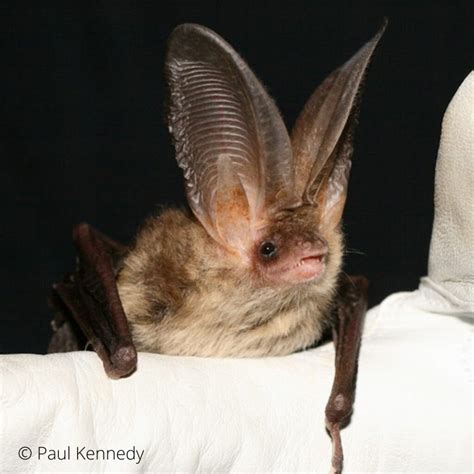 Species Brown Long Eared Bat Mammal Society