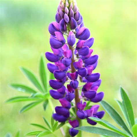 Purple Lupin Flower Uk