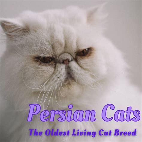 The Old Persian Cat Species Pethelpful