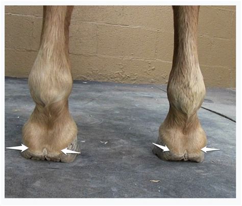 Shoeing A Horse With Caudal Heel Pain Gegu Pet