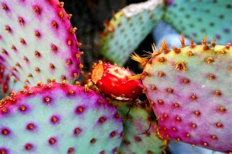 Cactus Hd Wallpaper Background Image 3456x2304 Id