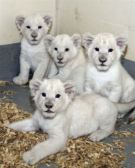 De Rares Bébés Lions Blancs Font Leur Première Apparition Au Zoo De