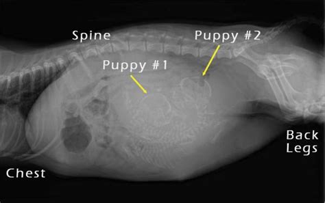 How To Care For A Pregnant Dog Pregnant Dog Puppies New Puppy