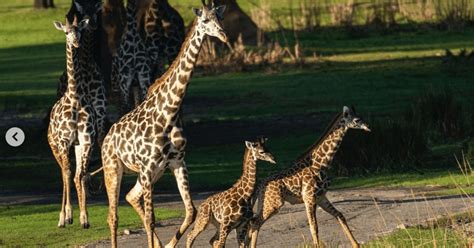 Baby Giraffes Join Herd At Animal Kingdoms Kilimanjaro Safaris