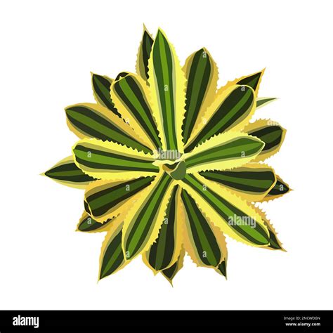 Agave House Plant Top View Vector Illustration Stock Vector Image And Art