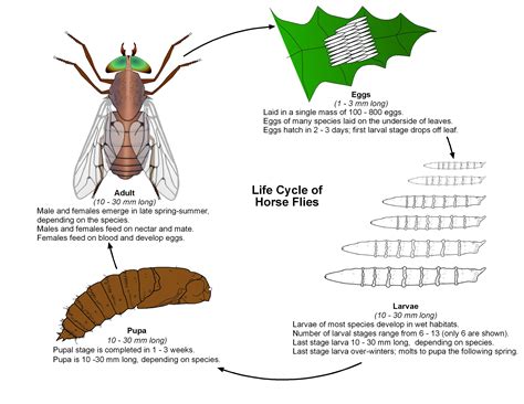 Resources Public Health And Medical Entomology Purdue Biology