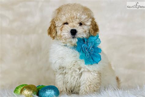 Cavapoo fisher, minnesota, united states a litter of four designer cavapoos from four generations was born on april 25th. Bowser: Cavapoo puppy for sale near Central Michigan, Michigan. | 774e3aa1-9f21