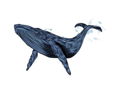Humpback Whale Blue Whale From A Splash Of Watercolor Colored Drawing