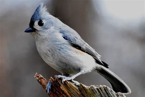 25 Backyard Birds In North Carolina Pictures Facts Bird Feeder Hub