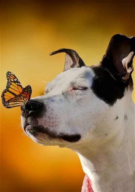 Dog With Butterfly On Its Nose Luvbat
