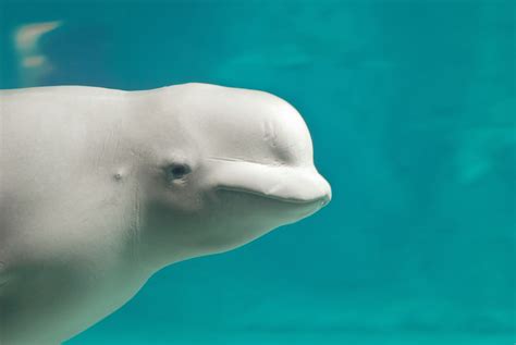 Beluga White Whale Inside Valencias Aquarium Via Aollifestyle