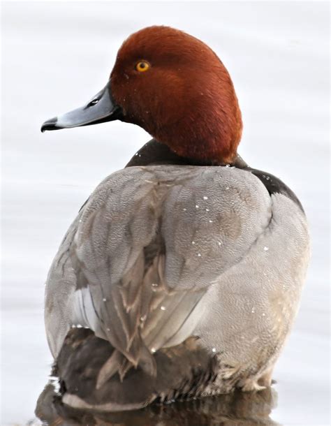Redhead Male Duck Pictures Bird Pictures Waterfowl Taxidermy