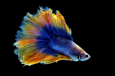 Premium Photo Blue Yellow Double Tail Halfmoon Betta Fish