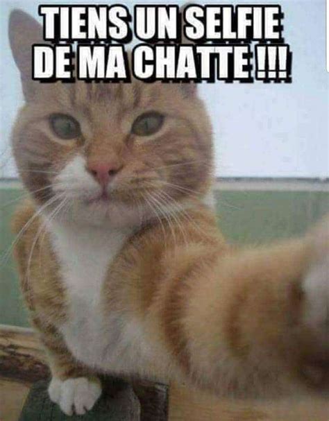 Tiens Un Selfie De Ma Chatte Archives Humour France Fr