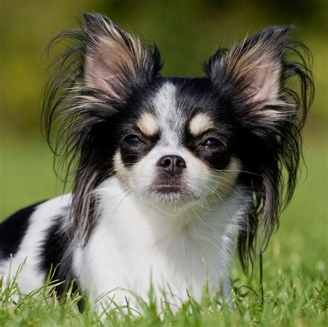 About Chihuahua Temperament Dog Breeds All Types Of Dogs