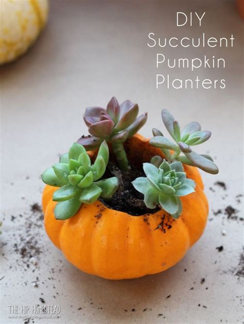 How To Make Mini Succulent Pumpkin Planters In 2020 Succulent Pumpkin
