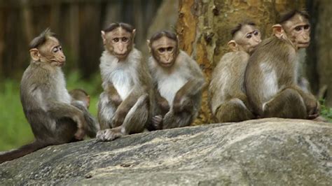 Unlearn What They Taught These Five Monkeys And The Working Middle Class